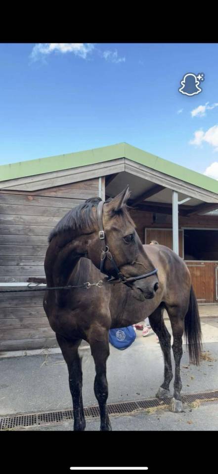 Caballo castrado Silla Franc&eacute;s En venta 2018 Bayo moreno