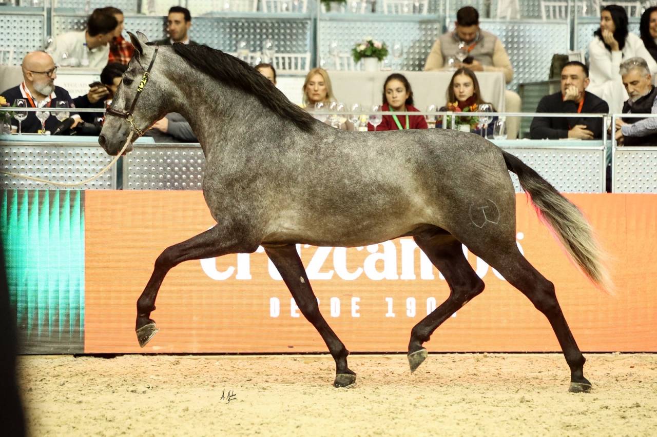 POTRO PRE 3 A&Ntilde;OS 