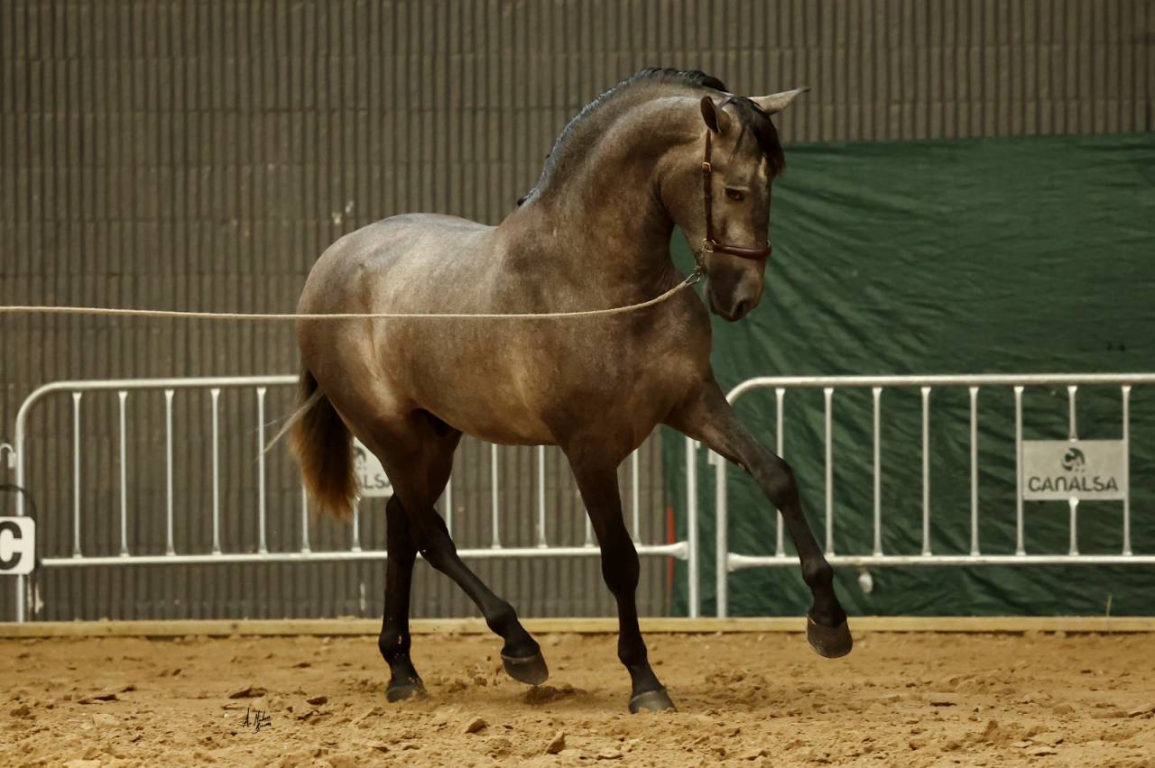 POTRO PRE 3 A&Ntilde;OS 