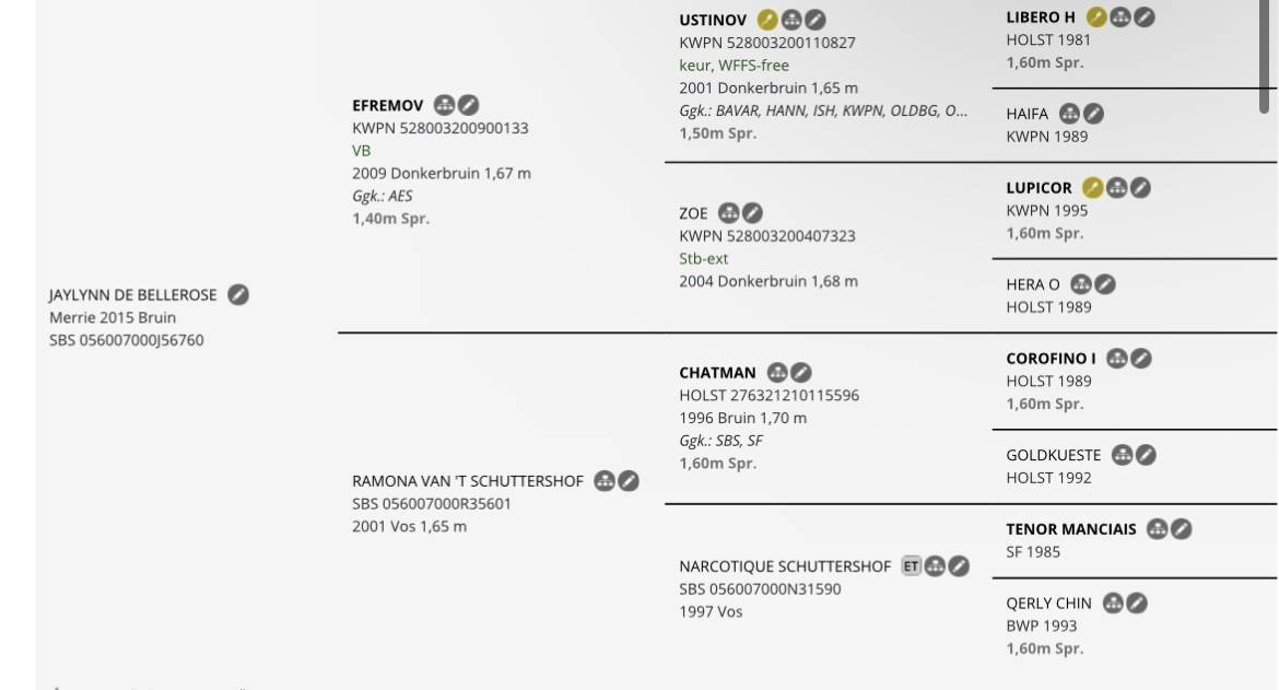 Yegua sBs Caballo de Deporte Belga En venta 2015 Bayo