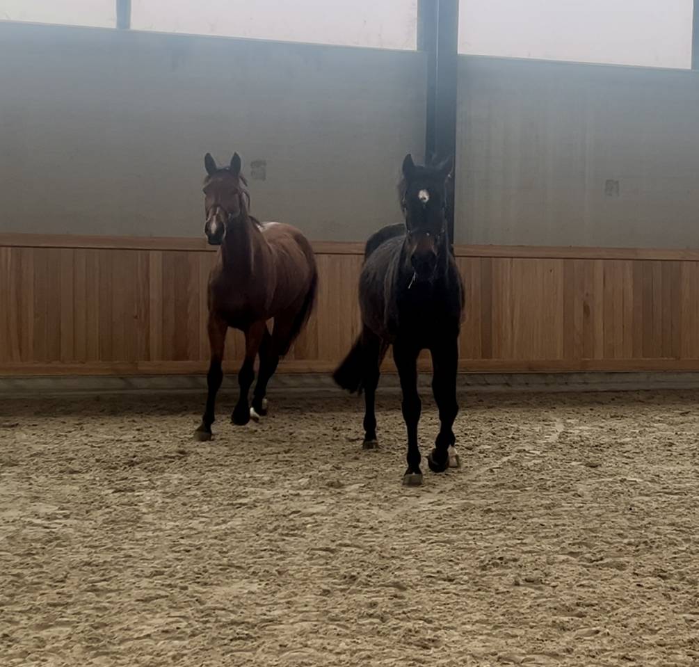 Yegua sBs Caballo de Deporte Belga En venta 2015 Bayo