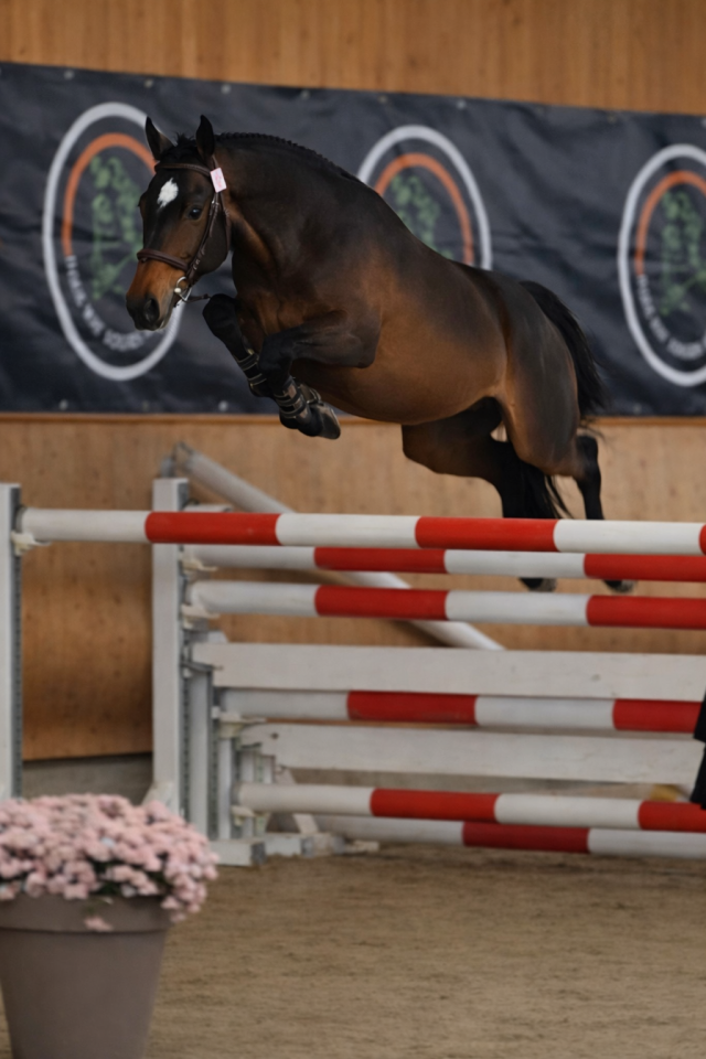 Semental PFS Poni Fran&ccedil;&eacute;s de Silla En venta 2022 Bayo