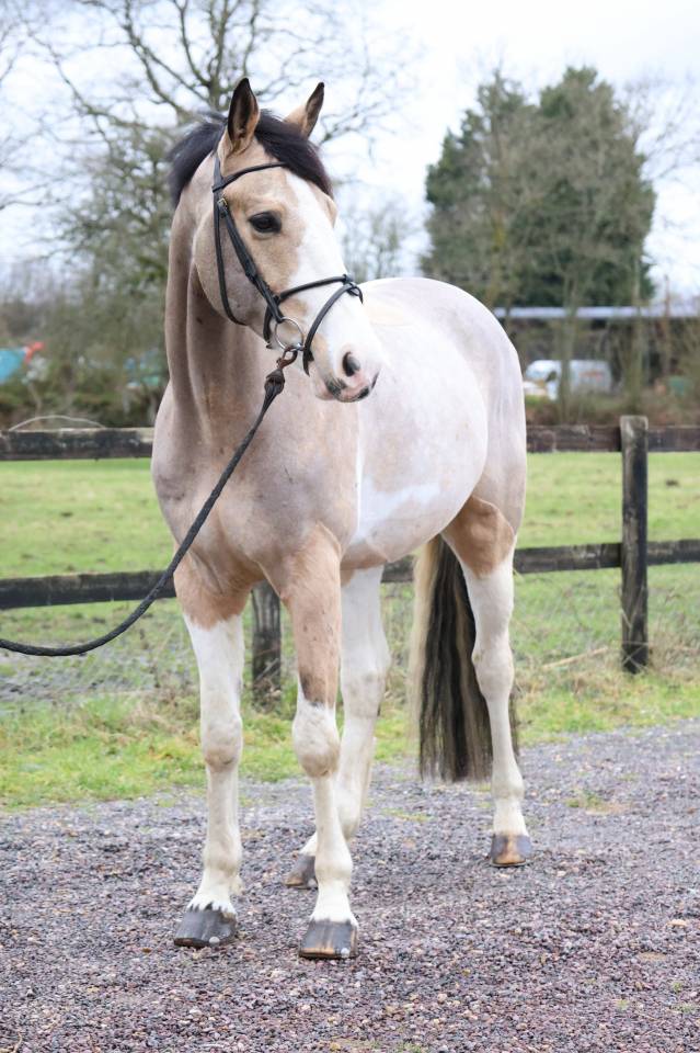 Caballo castrado Silla Franc&eacute;s En venta 2018 P&iacute;o por Eldorado Van de RIB 