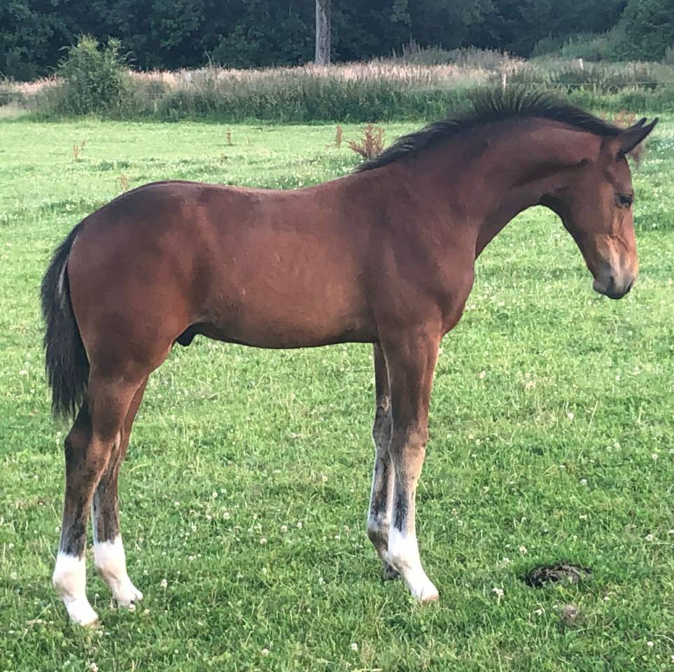 Yegua KWPN Caballo de Deporte Neerland&eacute;s En venta 2011 Bayo