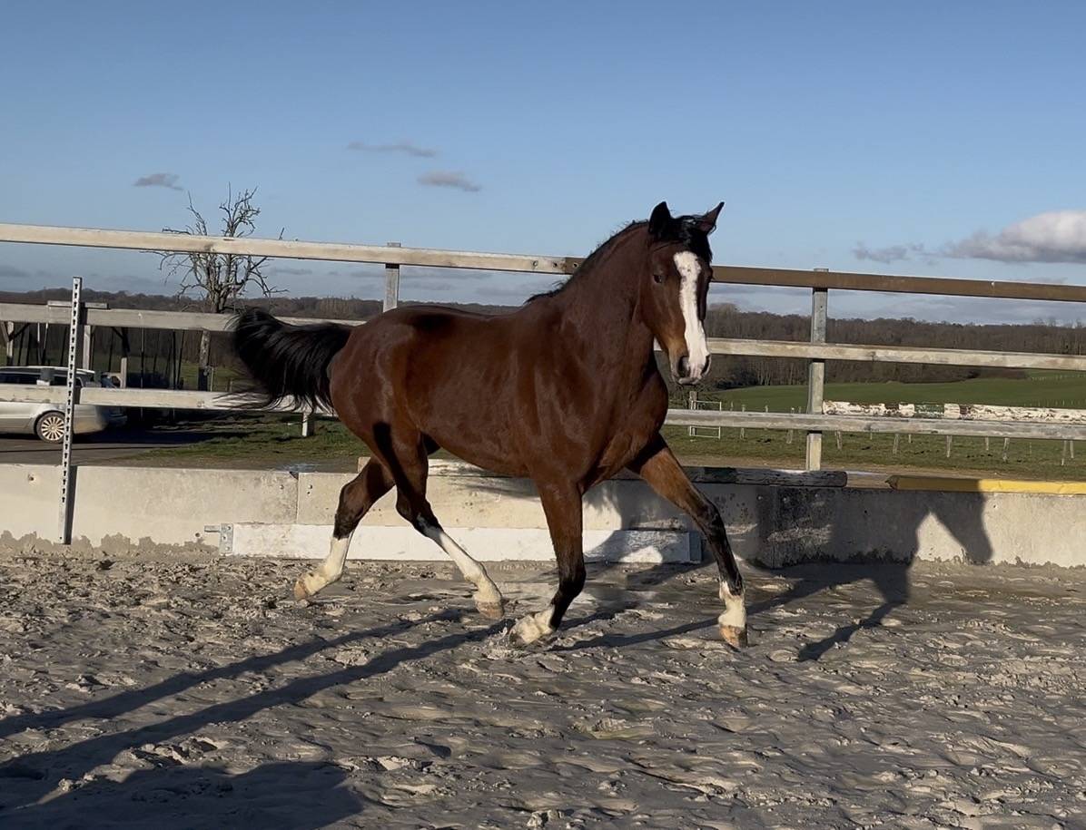 Yegua Zangersheide En venta 2023 Bayo