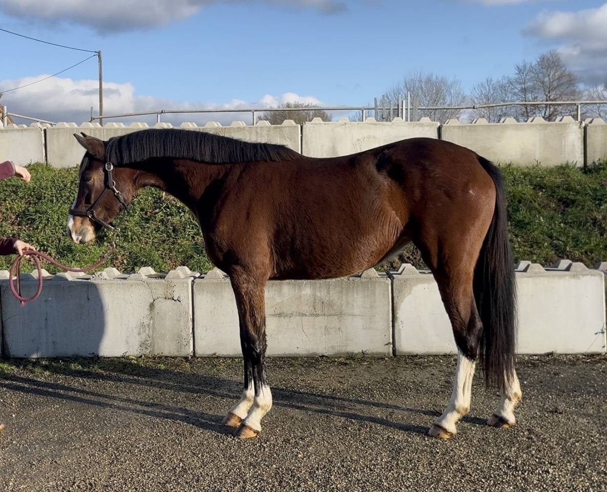 Yegua Zangersheide En venta 2023 Bayo