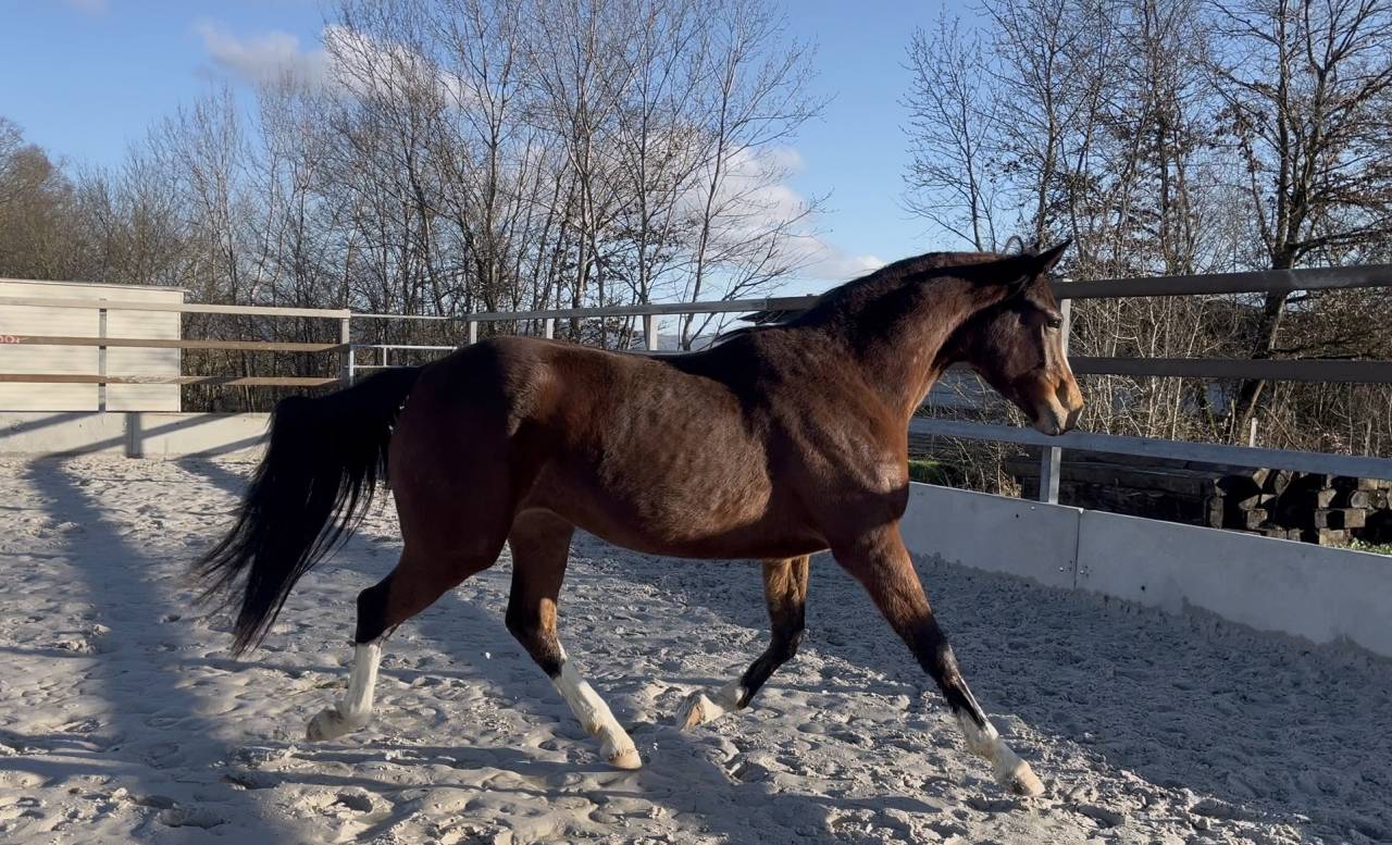 Yegua Zangersheide En venta 2023 Bayo