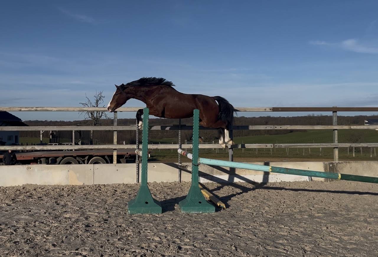 Yegua Zangersheide En venta 2023 Bayo