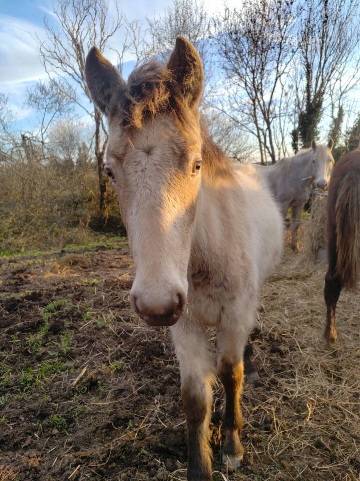 Potranca New Forest En venta 2025 Champagne por HASHTAG PARADIZIAK