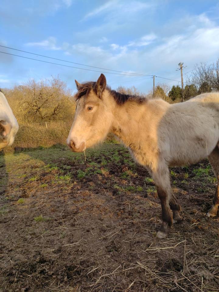 Potranca New Forest En venta 2025 Champagne por HASHTAG PARADIZIAK