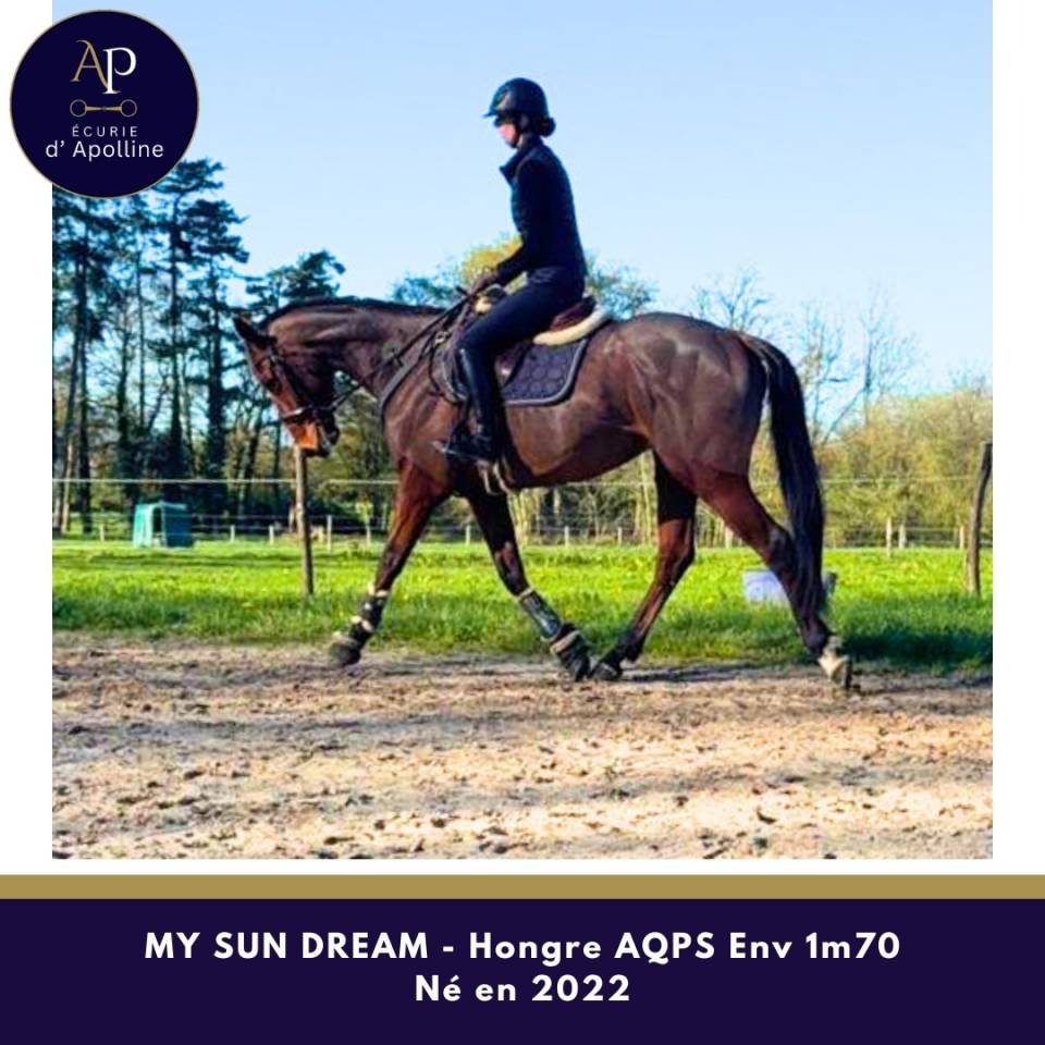 Caballo castrado AQPS En venta 2022 Bayo