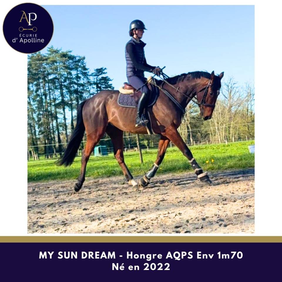 Caballo castrado AQPS En venta 2022 Bayo