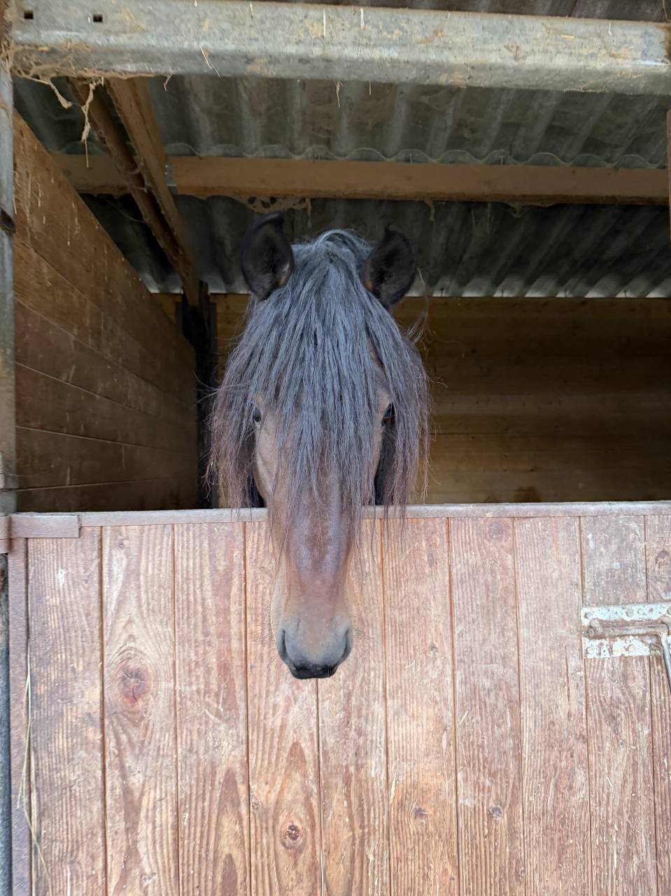 Caballo castrado Arabe Barbe En venta 2022 Bayo