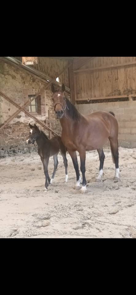 Yegua de ganader&iacute;a Rheinlander En venta 2010 Bayo por Lord Loxley