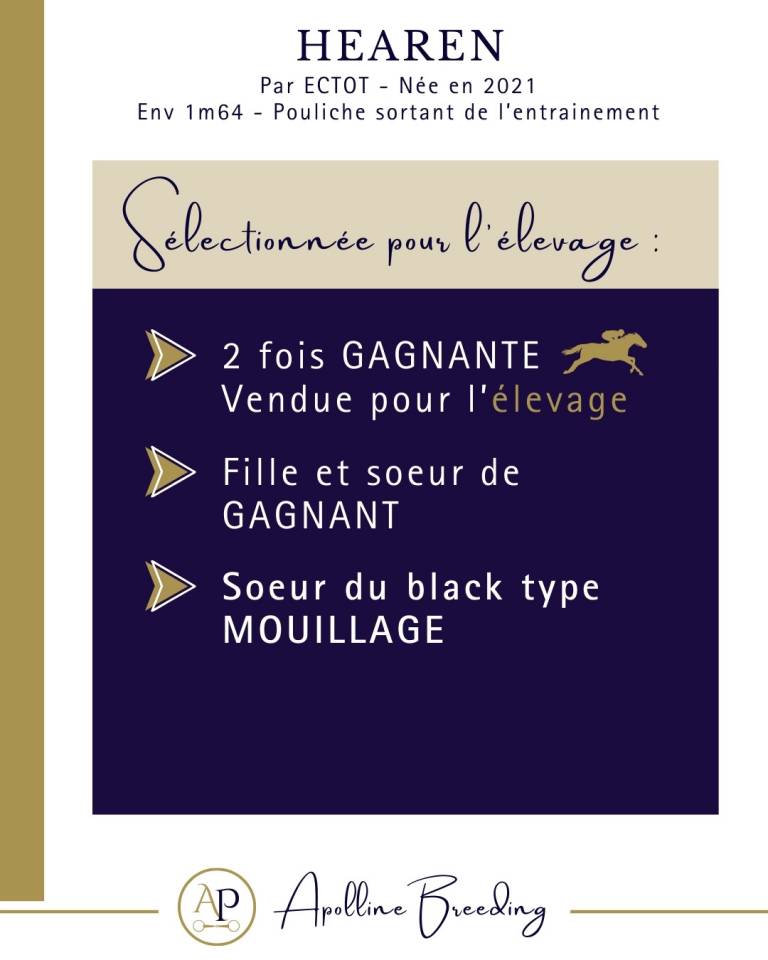 Yegua Pura Sangre En venta 2021 Bayo