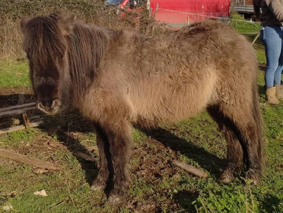 Yegua Origine Constat&eacute;e En venta 2024 Grullo por SLOUP STARQUETAN