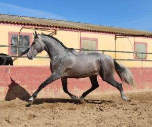 Caballo entero PRE Pura Raza Espa&ntilde;ola En venta 2022 Tordo