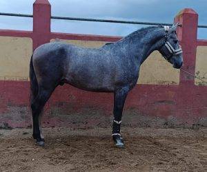 Caballo entero PRE Pura Raza Espa&ntilde;ola En venta 2022 Tordo