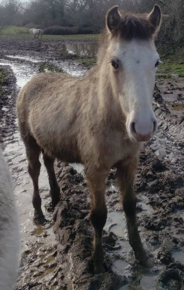 Potro New Forest En venta 2025 Isabelo por PAWNEE