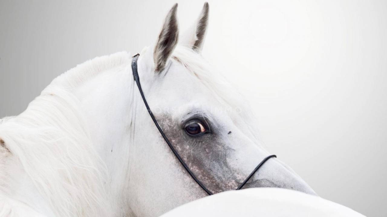 Propiedad ecuestre En venta Gard