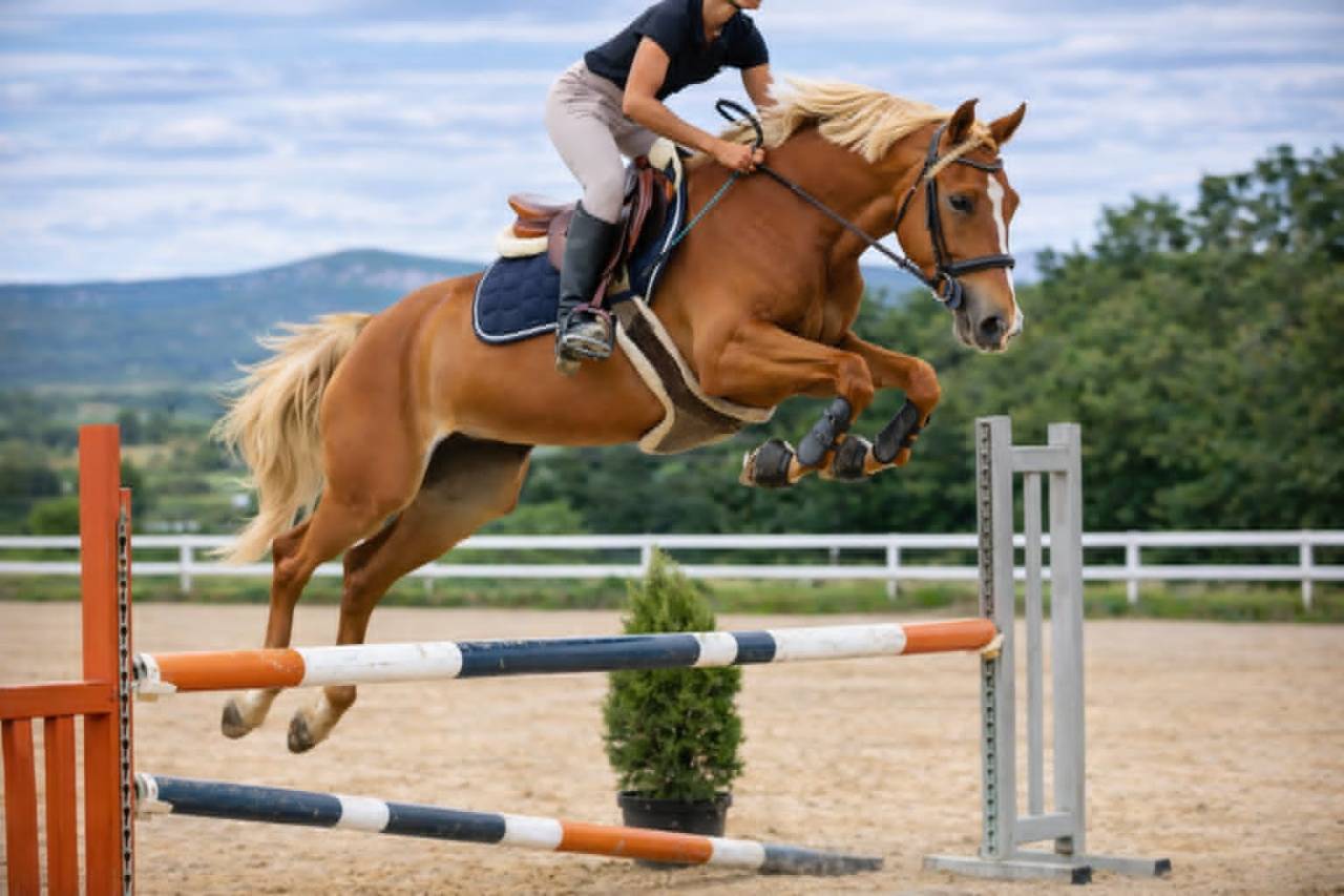 Yegua Silla Franc&eacute;s En venta 2020 Alaz&aacute;n