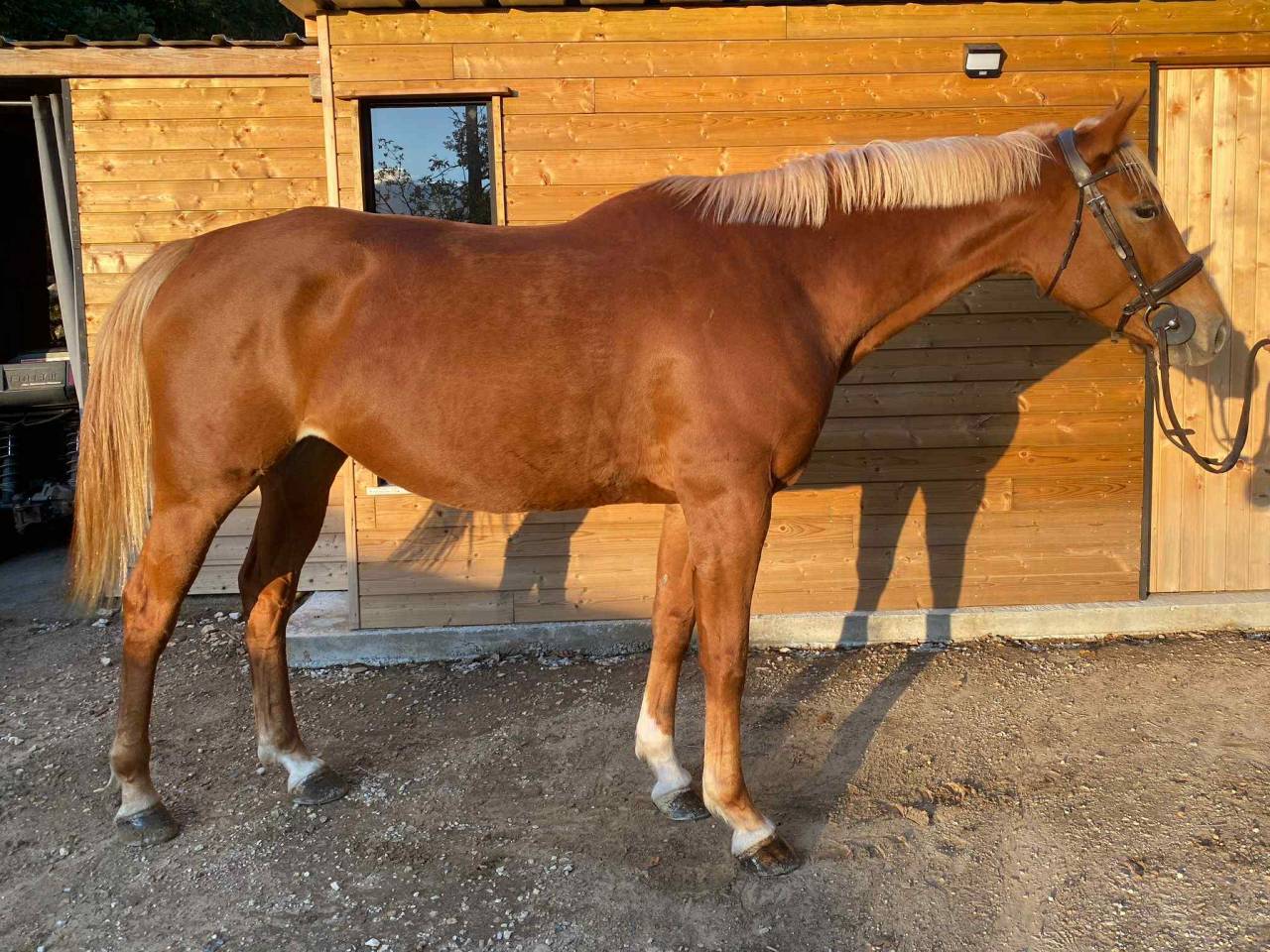 Yegua Silla Franc&eacute;s En venta 2020 Alaz&aacute;n