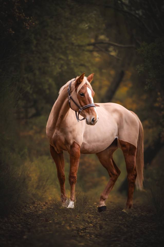 Yegua Silla Franc&eacute;s En venta 2020 Alaz&aacute;n