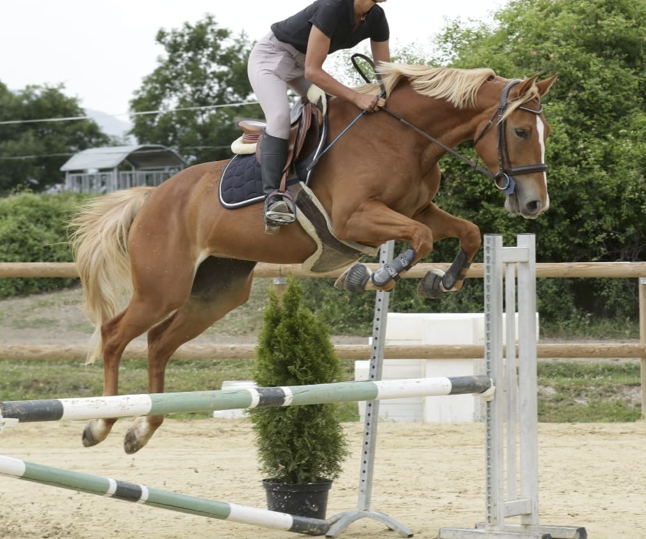 Yegua Silla Franc&eacute;s En venta 2020 Alaz&aacute;n