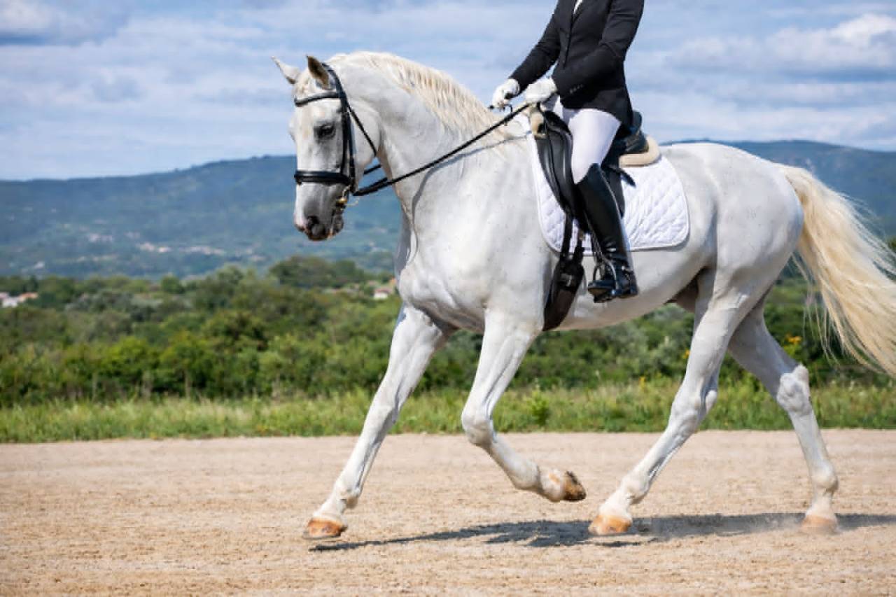 Caballo castrado Lipizzano En venta 2014 Blanco