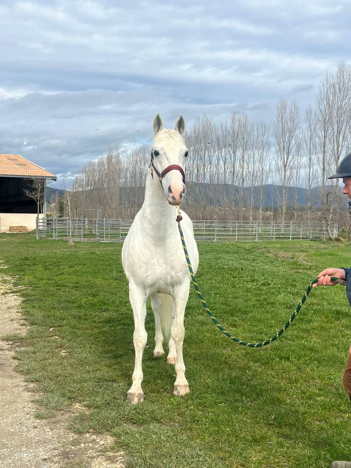 Caballo castrado Lipizzano En venta 2014 Blanco