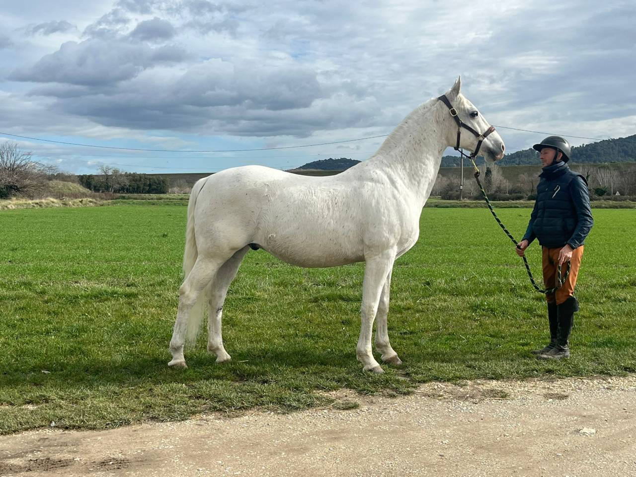 Caballo castrado Lipizzano En venta 2014 Blanco