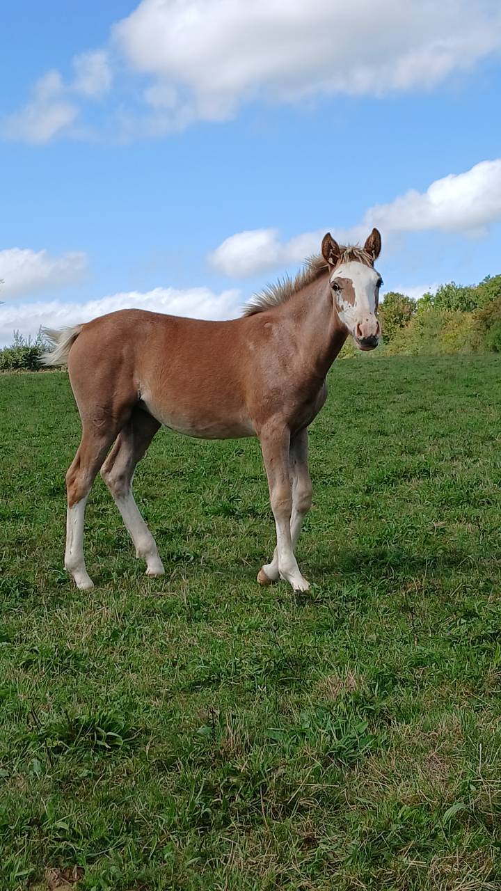 Potranca PFS Poni Fran&ccedil;&eacute;s de Silla En venta 2025 Alaz&aacute;n por Blue tinka Tilia