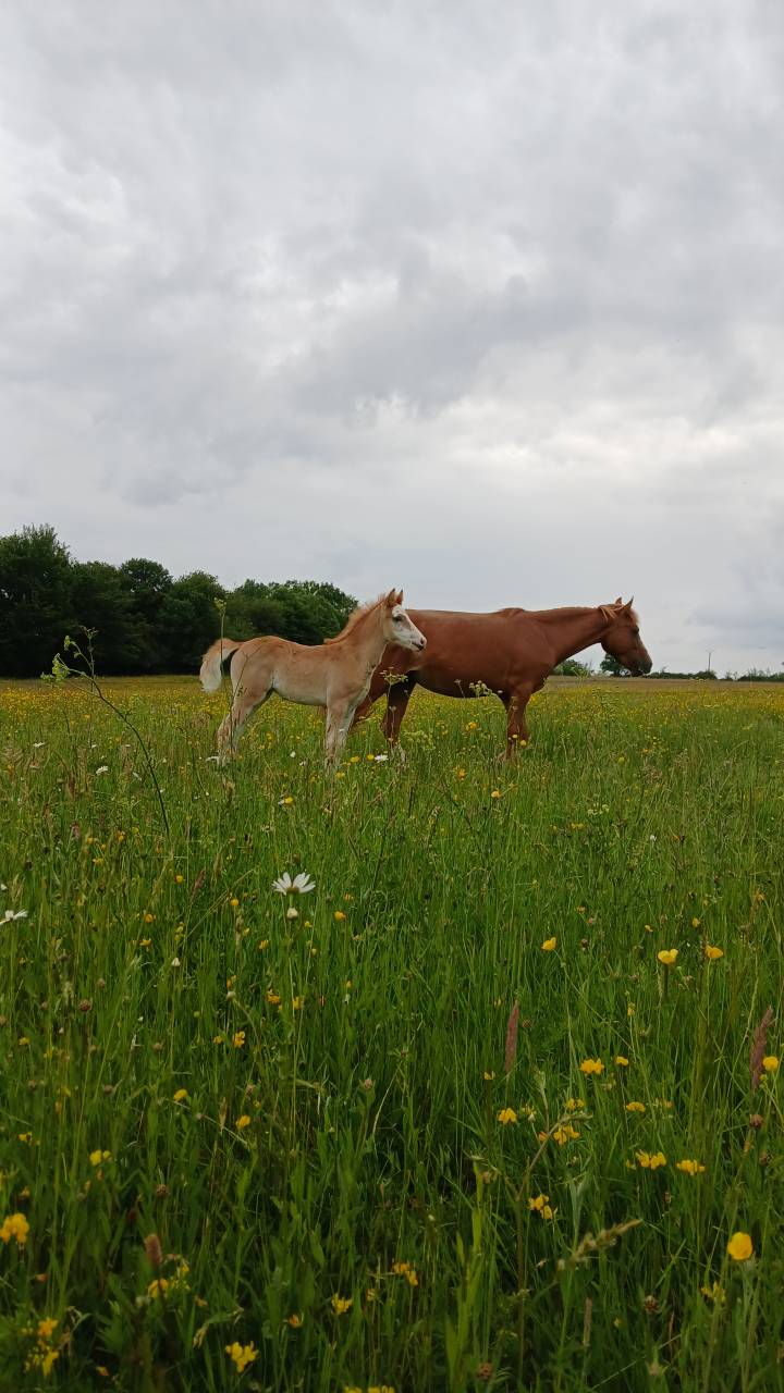 Potranca PFS Poni Fran&ccedil;&eacute;s de Silla En venta 2025 Alaz&aacute;n por Blue tinka Tilia