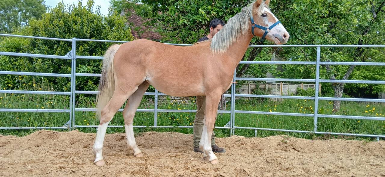 Potranca PFS Poni Fran&ccedil;&eacute;s de Silla En venta 2025 Alaz&aacute;n por Blue tinka Tilia