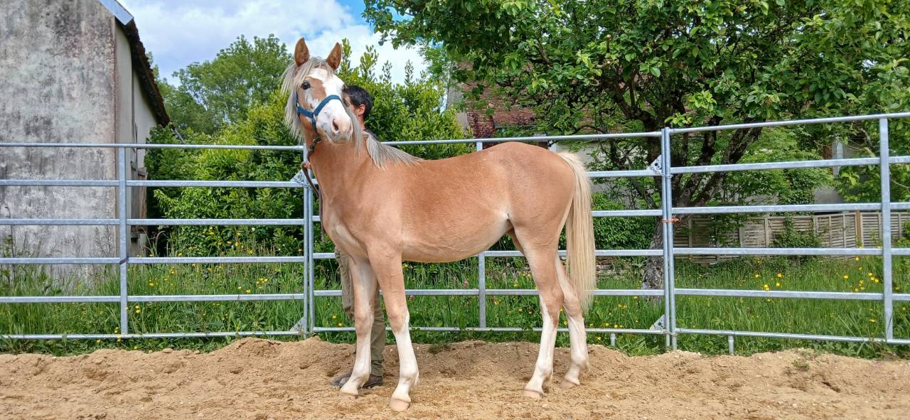 Potranca PFS Poni Fran&ccedil;&eacute;s de Silla En venta 2025 Alaz&aacute;n por Blue tinka Tilia