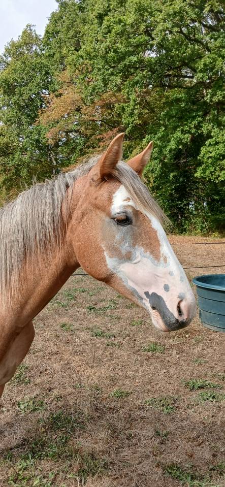 Potranca PFS Poni Fran&ccedil;&eacute;s de Silla En venta 2025 Alaz&aacute;n por Blue tinka Tilia
