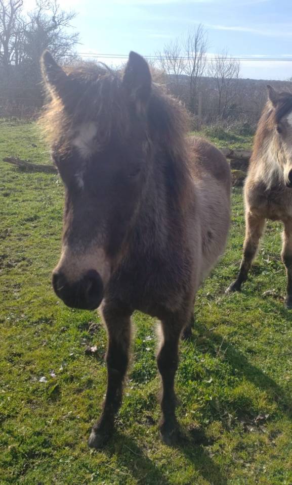 Potro New Forest En venta 2025 Isabelo por UTRILLO D'ARQUETAN