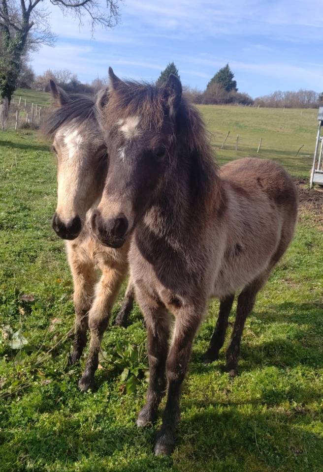 Potro New Forest En venta 2025 Isabelo por UTRILLO D'ARQUETAN