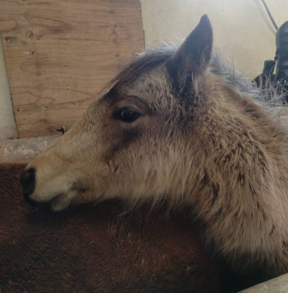 Potranca New Forest En venta 2025 Isabelo por UTRILLO D'ARQUETAN