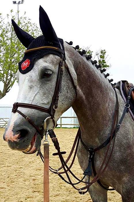 Yegua de ganader&iacute;a KWPN Caballo de Deporte Neerland&eacute;s En venta 2010 Tordo