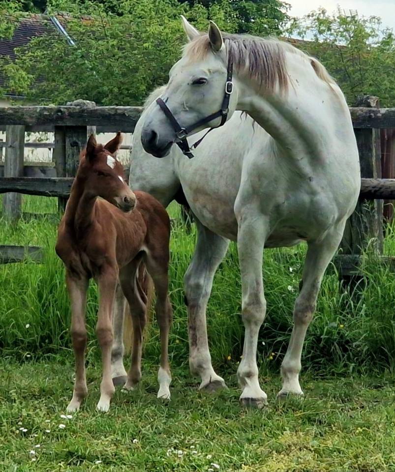 Yegua de ganader&iacute;a KWPN Caballo de Deporte Neerland&eacute;s En venta 2010 Tordo