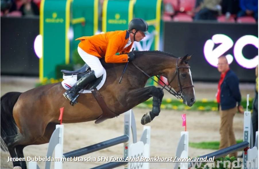 Yegua de ganader&iacute;a KWPN Caballo de Deporte Neerland&eacute;s En venta 2010 Tordo