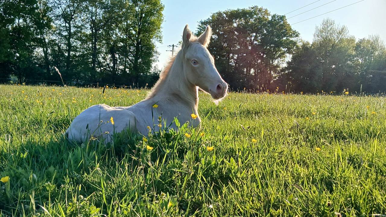 Potro Connemara En venta 2025 Crema por CASTLE NERO