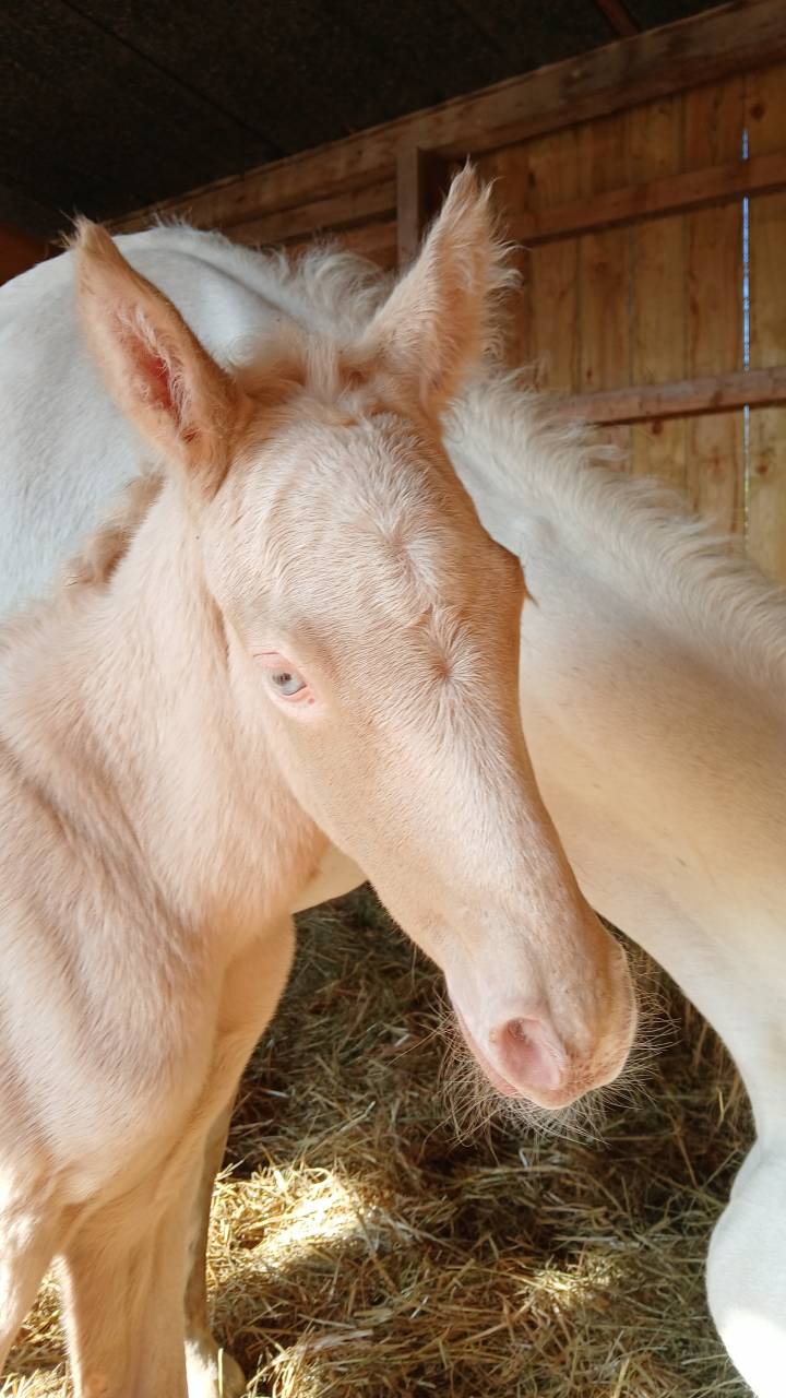 Potro Connemara En venta 2025 Crema por CASTLE NERO