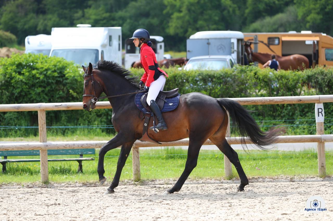 Yegua Zangersheide En venta 2018 Bayo moreno