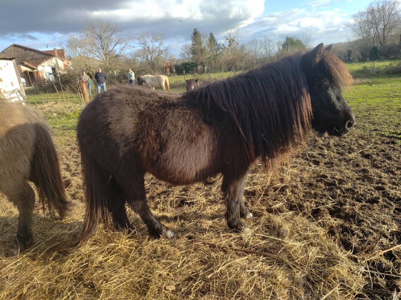 Caballo entero Origine Constat&eacute;e En venta 2023 Negro por SLOUP STARQUETAN