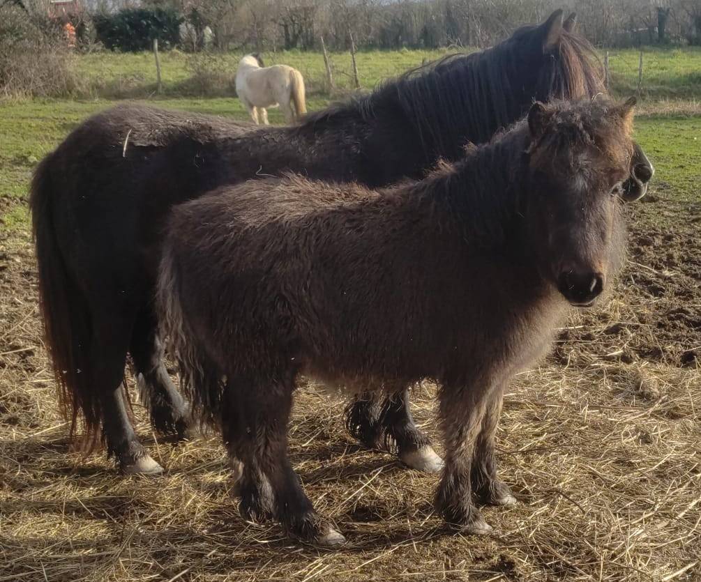 Potranca Origine Constat&eacute;e En venta 2025 Negro por SLOUP STARQUETAN