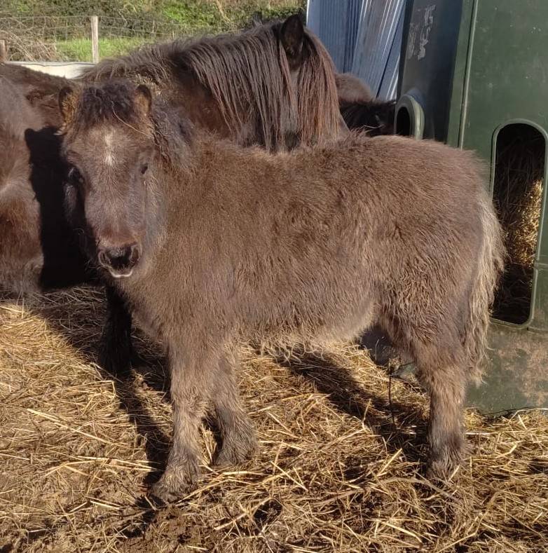 Potranca Origine Constat&eacute;e En venta 2025 Negro por SLOUP STARQUETAN