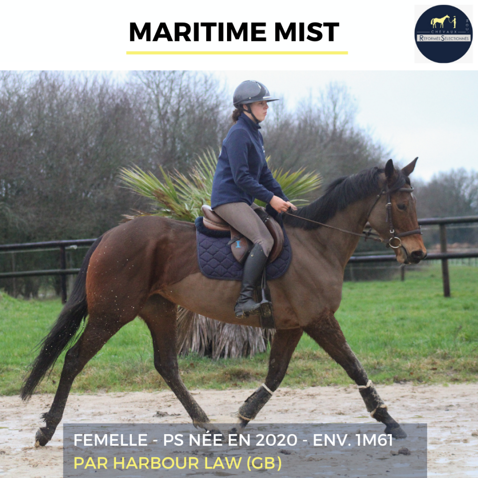 Yegua Pura Sangre En venta 2020 Bayo por HARBOUR LAW