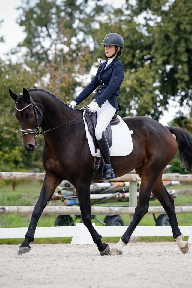 Caballo castrado KWPN Caballo de Deporte Neerland&eacute;s En venta 2017 Bayo moreno por Incognito